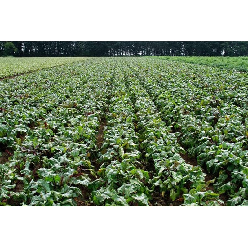 北海道産 20倍ビーツタブレット180粒入り 1粒にビーツエキス粉末235㎎配合 ビーツサプリメント カリウム 鉄 葉酸 ベタイン