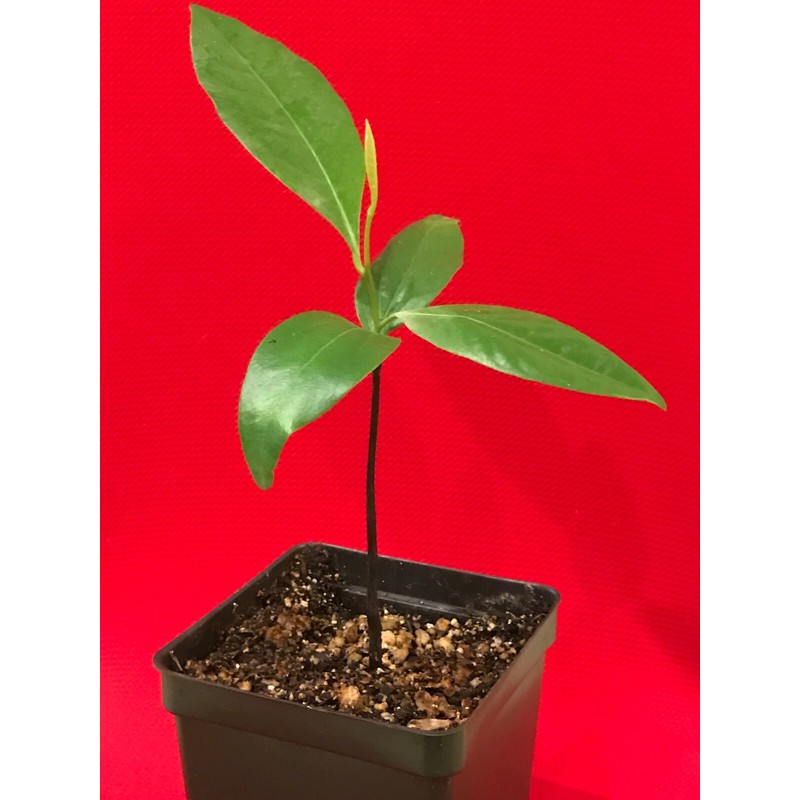 9waters Black Sapote Diospyros Nigra Chocolate Pudding Starter Plant Tropical