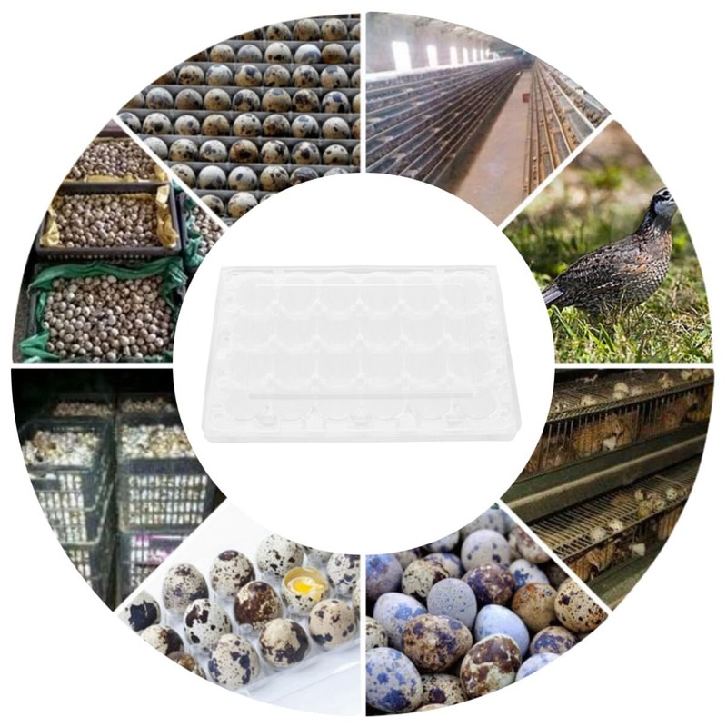 Cabilock Pack of 12 24 Egg Boxes Quail Eggs Transparent