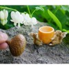 Top Collection Miniature Garden Squirrels Carrying Acorn Trinket Box with