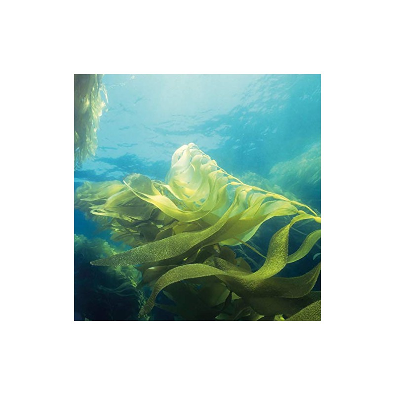 NEAL'S YARD REMEDIES Seaweed Shampoo, 6.8 fl oz (200 ml)