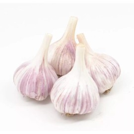 Fresh Peruvian Purple Stripe GARLIC  3 Bulbs Fresh Organic Heirloom Plant or Eat