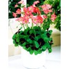 Shamrock Bulbs Seeds Creeping Oxalis Triangularis Organic Bulbs Plants Seeds
