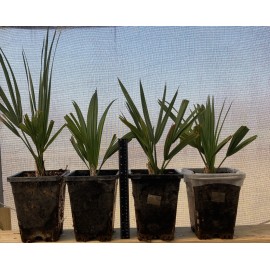 Unbranded Sabal Birmingham Palm (1 Gallon square pot)