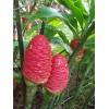 Ginger 2 Shampoo Ginger Rhizomes, Zingiber Zerumbet, Pine Cone, Free