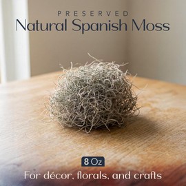 Royal Imports Preserved Natural Spanish Moss, Fresh Dried Shredded Loose Chunks, 8 Oz Bag