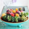 Mixed Variety Cactus Seeds, 100pcs/pack