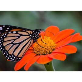 Axel's Garden Seeds Sunflower Seeds - Large Orange Blooms, Drought-Tolera - 10 Seeds
