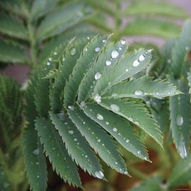 ART.COM Wall Photo Dew Drops I by Nicole Katano, 16" x 16"