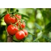 Fertilizante Amarre Llenado Fruto Nutrifruto 1 Lt