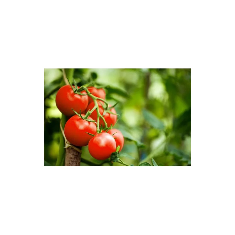 Fertilizante Amarre Llenado Fruto Nutrifruto 1 Lt