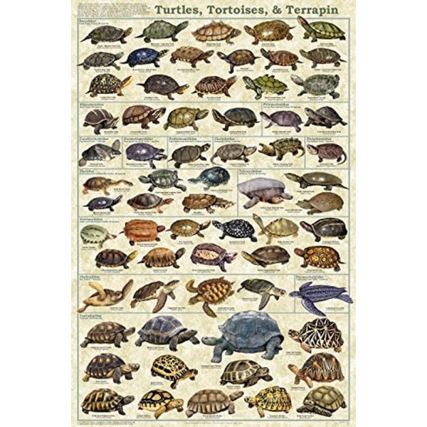 Turtles, Tortoises, & Terrapin Laminated Educational Science Animal Chart Print Poster 24x36