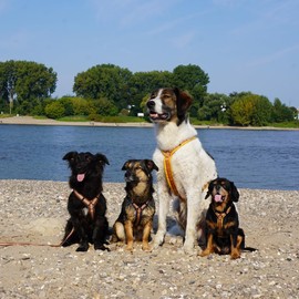 Anny·x Fun Adjustable Dog Harness, Sizes XXS to XL (Goldbells, XXS)