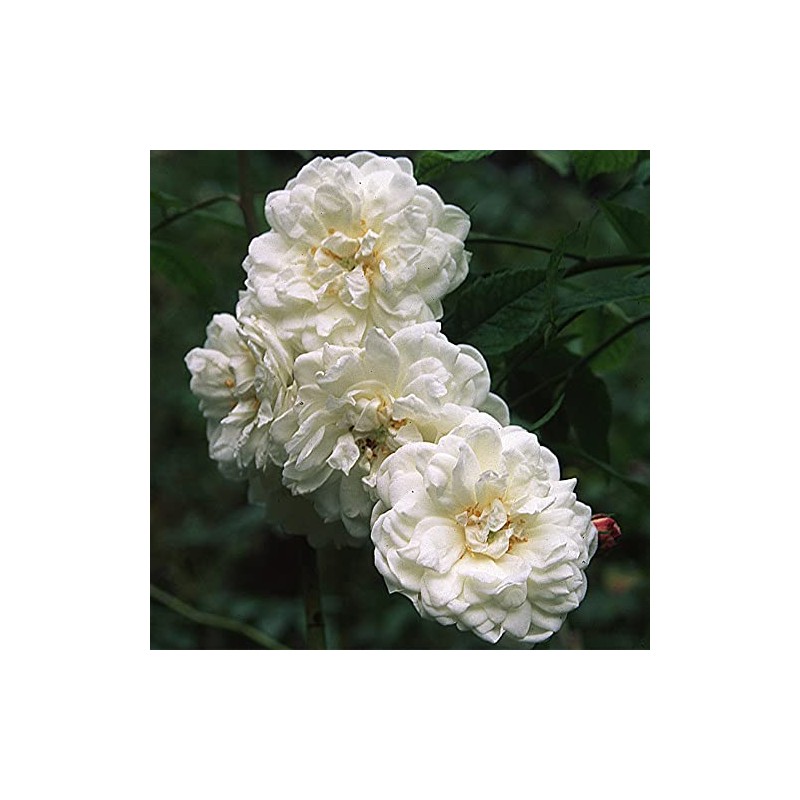Heirloom Roses White Rose Bush - Aimée Vibert Live Noisette