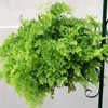 Bloom Master Hanging Baskets - 2 Gallon (3 Pack) -