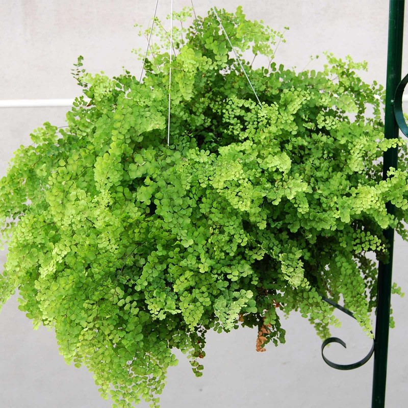 Bloom Master Hanging Baskets - 2 Gallon (3 Pack) -