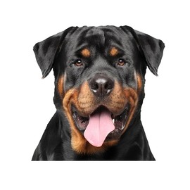 2pcs Rottweiler Vinyl Decal 5.12"x5.12", Powerful Guard Dog Sticker for Truck, Laptop, Window, Bold Canine Decor |#V1374
