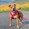 BullyBillows Slip-On Dog Harness - Foam Padded, Neoprene-Lined, Adjustable, Non-Restrictive