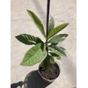 Loquat Tree 1 Loquat Tree 15” Sweet Tropical Fruit Tree