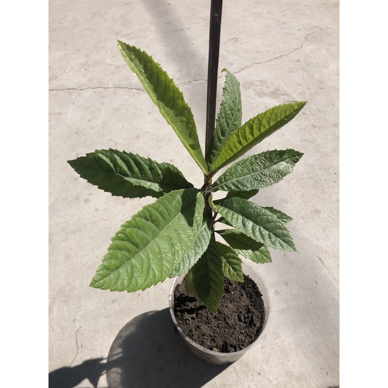 Loquat Tree 1 Loquat Tree 15” Sweet Tropical Fruit Tree