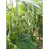 ATLAS Asparagus Bean -Atlas Long Slim