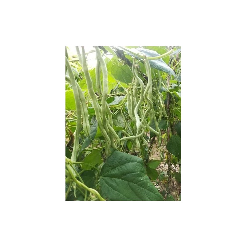 ATLAS Asparagus Bean -Atlas Long Slim