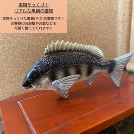 S.T.S.G Sea Bream, Chinu, Fish, Black Sea Bream, Figurine, Figurine, Decoration, Interior, Object, Figurine, Miscellaneous Goods, Cute, Unique, Fishing, Gift, Decoration (Black Dye)