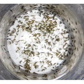 2000 Amphipods + Copepods 32oz  (8000 Pods) Tisbe + 4 other types Live Fish Food