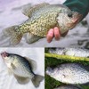 Crappie-Jig-Heads-Kit-with-Underspin-Jig-Head-Spinner-Blade, Crappie Lures and Jigs for Crappie Fishing Jigs -