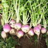 Sunshine Seeds American Purple Top Rutabaga seeds (200) / ORGANIC
