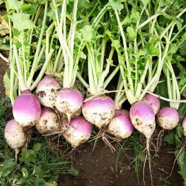 Sunshine Seeds American Purple Top Rutabaga seeds (200) / ORGANIC / FLORIDA GROWN
