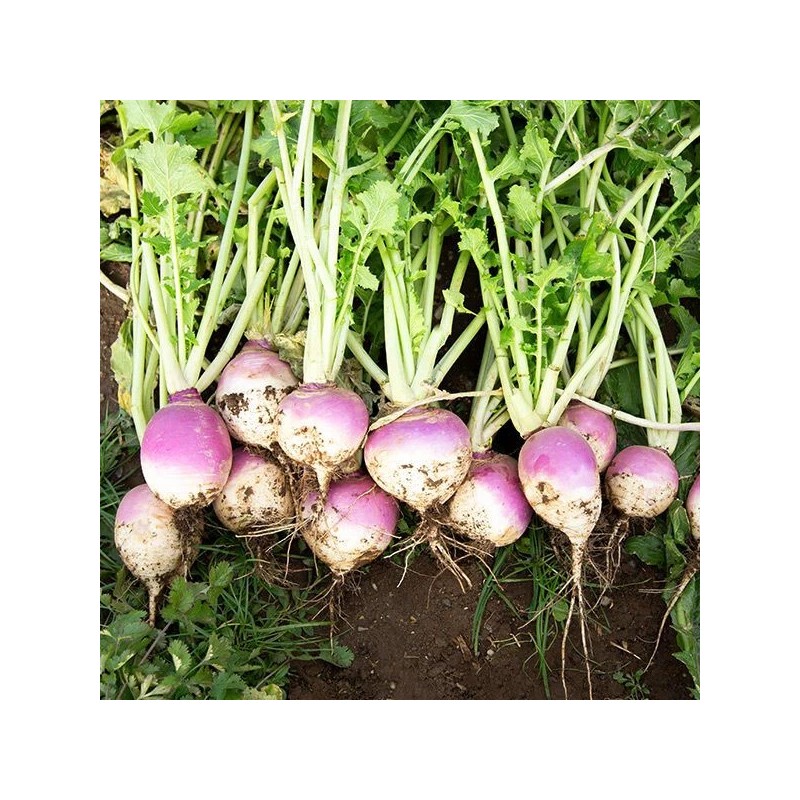 Sunshine Seeds American Purple Top Rutabaga seeds (200) / ORGANIC