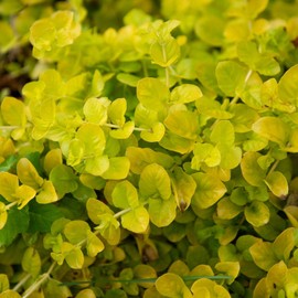 Clovers Garden Creeping Jenny Goldi Plants Two (2) Live Plants – Non-GMO - Not Seeds - Each 4" to 8" Tall – in 4" Inch Pots - Lysimachia, Perennial, Cascading