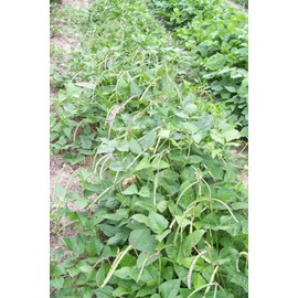 TomorrowSeeds - Texas Cream 40 Pea Seeds - 50+ Count - For 2025 Planting Southern Field Pea Crowder Non-GMO USA Vegetable Cover Crop Green Bean Grow Your Own Home Farm Patio Healthy Sustainable Living