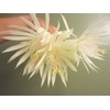 Epiphyllum Strictum Orchid Cactus Succulent