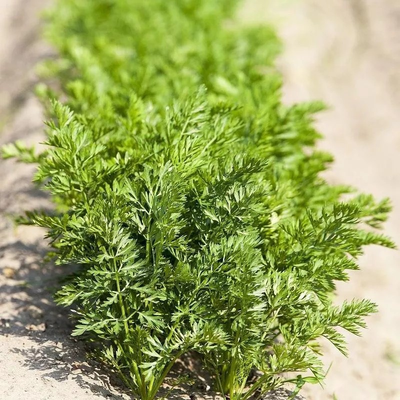 ATLAS Carrot -Atlas Nutri