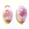 Lodkksg 2 White Purple-top Conch Shells, White Purple Tiger Skin