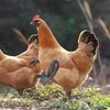 CATOR Strong Combat Chicken Arms - schelmisches Hühnerarmspielzeug - Lustiges
