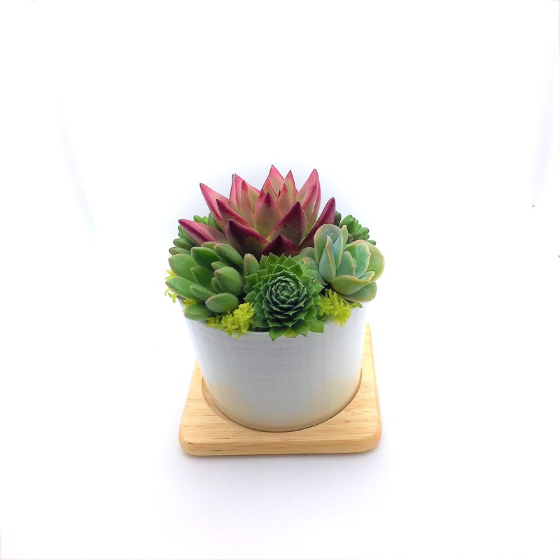 Succulent Plants, Ready to Hang in a White Pottery Pot,
