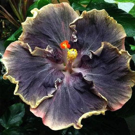 Rare Hibiscus Seeds for Planting - Black Pink Purple Hibiscus Seeds Non-GMO Perennial Hardy Giant Hibiscus Tree Flowers Plant Seeds