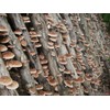 CEMEHA SEEDS - Shiitake Mushrooms Non GMO for Planting Mycelium