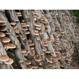 CEMEHA SEEDS - Shiitake Mushrooms Non GMO for Planting Mycelium Spawn Spores