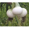 CEMEHA SEEDS - White Onion Non GMO Vegetable for Planting