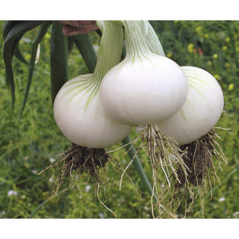 CEMEHA SEEDS - White Onion Non GMO Vegetable for Planting