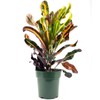 Croton Mammy Red, Mammey Live Tropical Plant Indoor or Outdoor