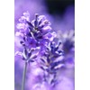 DARUM Lavender (10.1 fl oz (300 ml) Base Oil: Rice