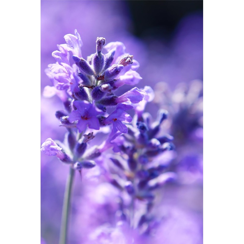 DARUM Lavender (10.1 fl oz (300 ml) Base Oil: Rice