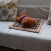Self Warming Pet Pad Soft Plush Waterproof Washable Self Heating