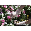 Showa Gloves No.806 Disposable Gloves, 100 Pieces, Medium Size, 1