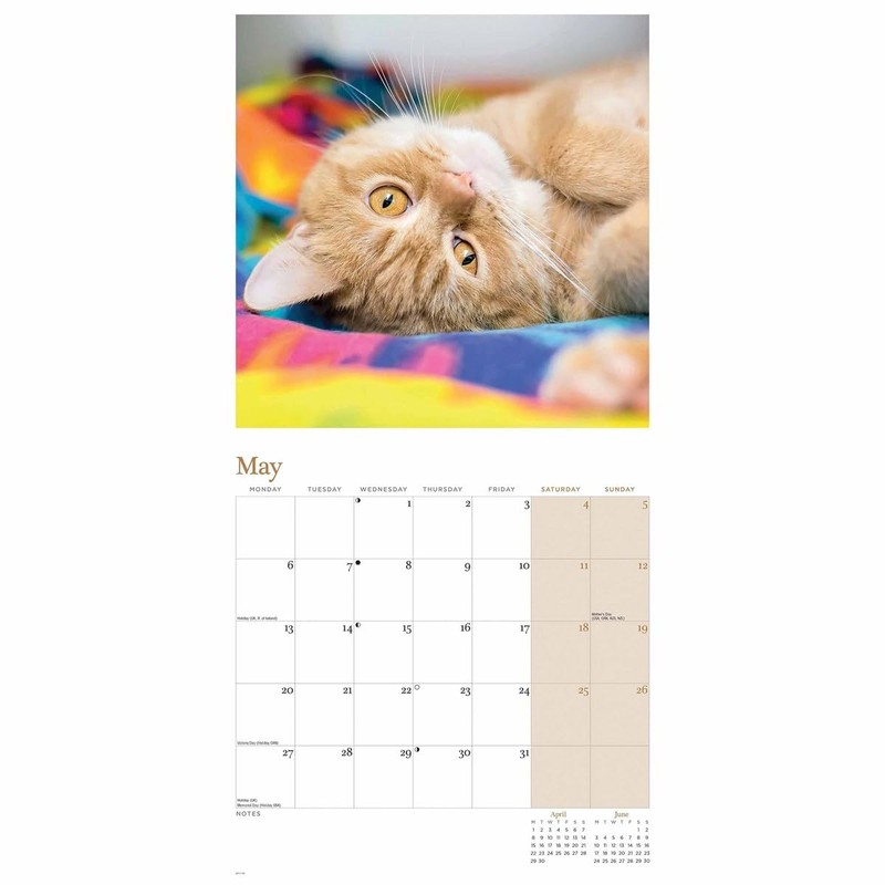 2024 Giner Cats Plastic Free Wall